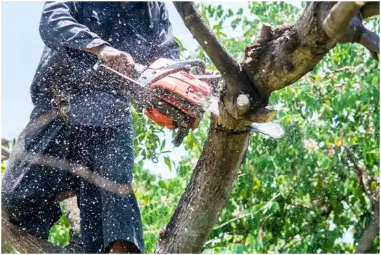 tree services Ryderwood